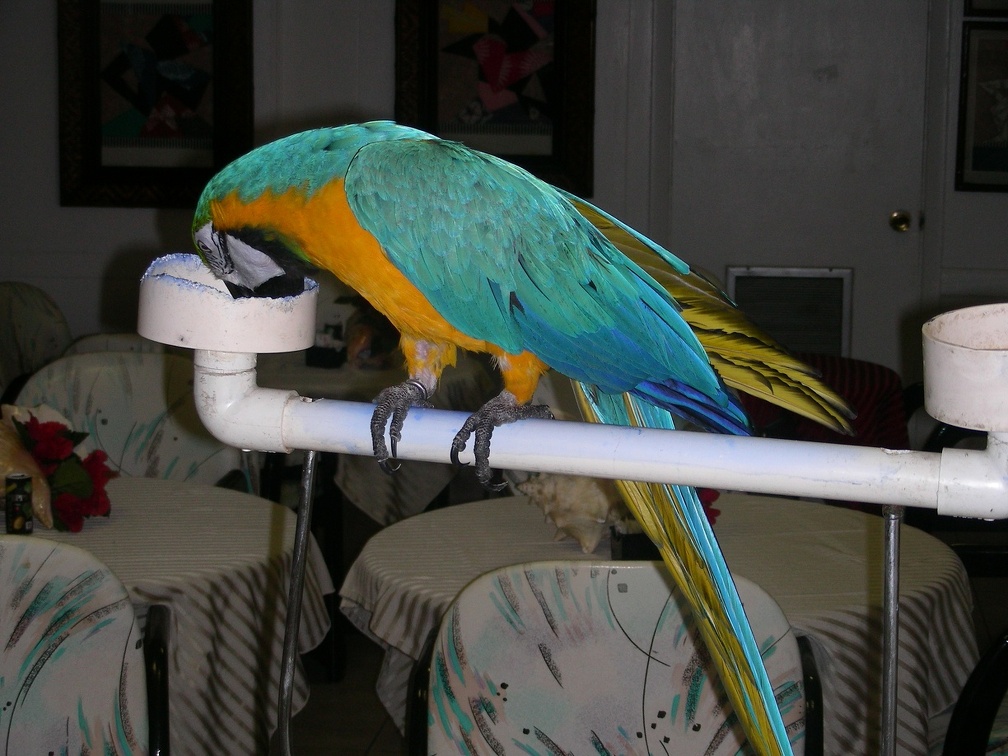 008-hotel parrots